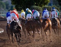 المغرب الرياضي  - سباقات الخيل تٌعلن عن فوز «جست فور سول» بكأس عبد الله بن جلوي