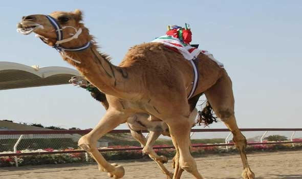 المغرب الرياضي  - الإعلان عن جدول مسابقات الدورة السابعة من مهرجان الملك عبدالعزيز للإبل