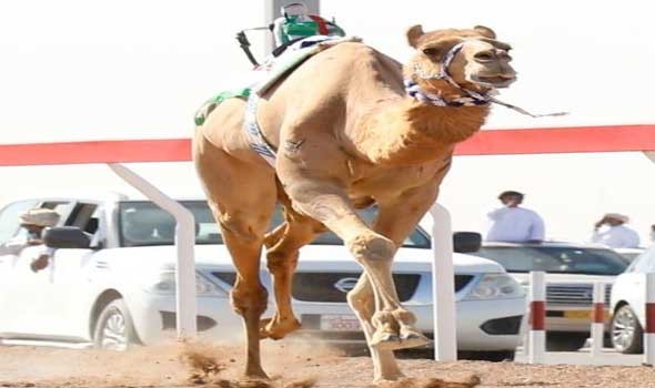 المغرب الرياضي  - انطلاق مهرجان ولي العهد للهجن والاتحاد السعودي يُعلن زيادة في قيمة الجوائز المالية